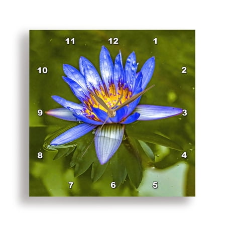 3drose, Blue Egyptian Flower, Vizcaya Museum and Gardens, Miami, Florida., 10x10 Wall Clock