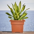 thumbnail image 2 of Bloem Veranda 18" Plastic Square Planter Box - UV-Resistant, Indoor/Outdoor, Terra Cotta, 2-Pack, 2 of 5
