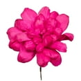 thumbnail image 2 of Vickerman Natural Botanicals 6" Raspberry Maize Dahlia. 6 stem/bag. Dried and preserved., 2 of 5