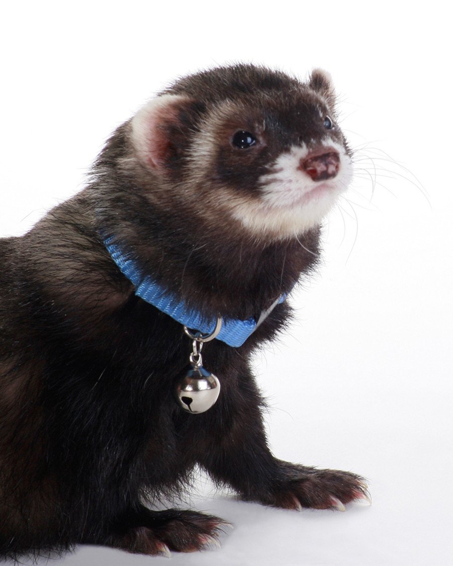 Marshall Pet Products Ferret Bell Collar Blue, 3/8 in