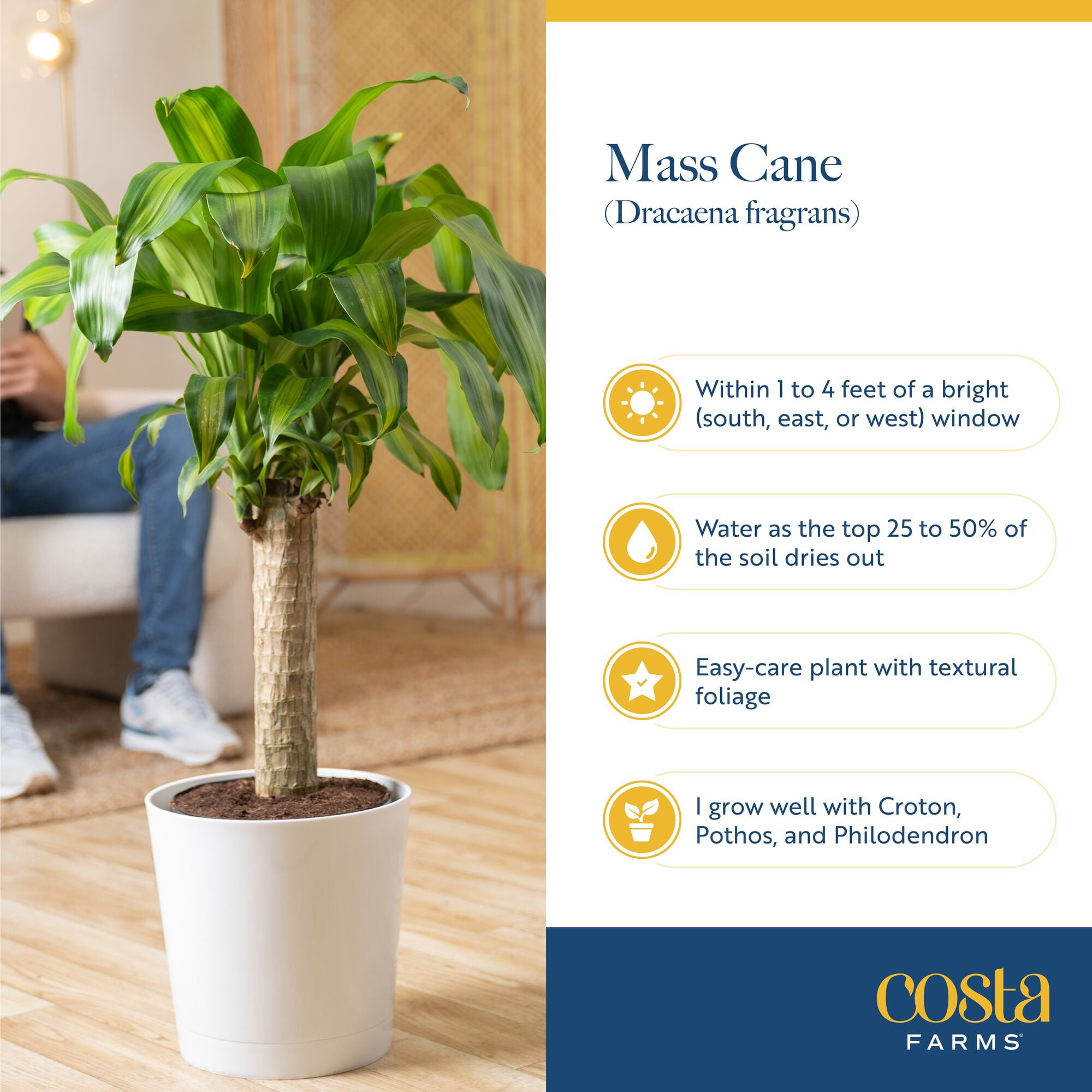 Costa Farms 36" Mass Cane Live House Plants in 10" Grower Pot