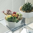 Cactus Planting Hanging Basket Hanging Flower Pot Hanging Basket Flower ...