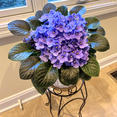 thumbnail image 4 of Purple African Violets Live Plant, African Violet Plant, 3 - 5 Inc Tall, Easy Care Houseplant, Compact Blooming Plants for Indoor Outdoor Growing, 4 of 5