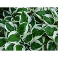 thumbnail image 4 of 2 Gallon (7.5L) Patriot Hosta, 4 of 4