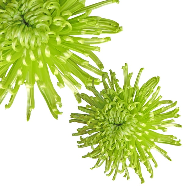 Natural Fresh Flowers - Green Spider Mums, 50 Stems - Walmart.com