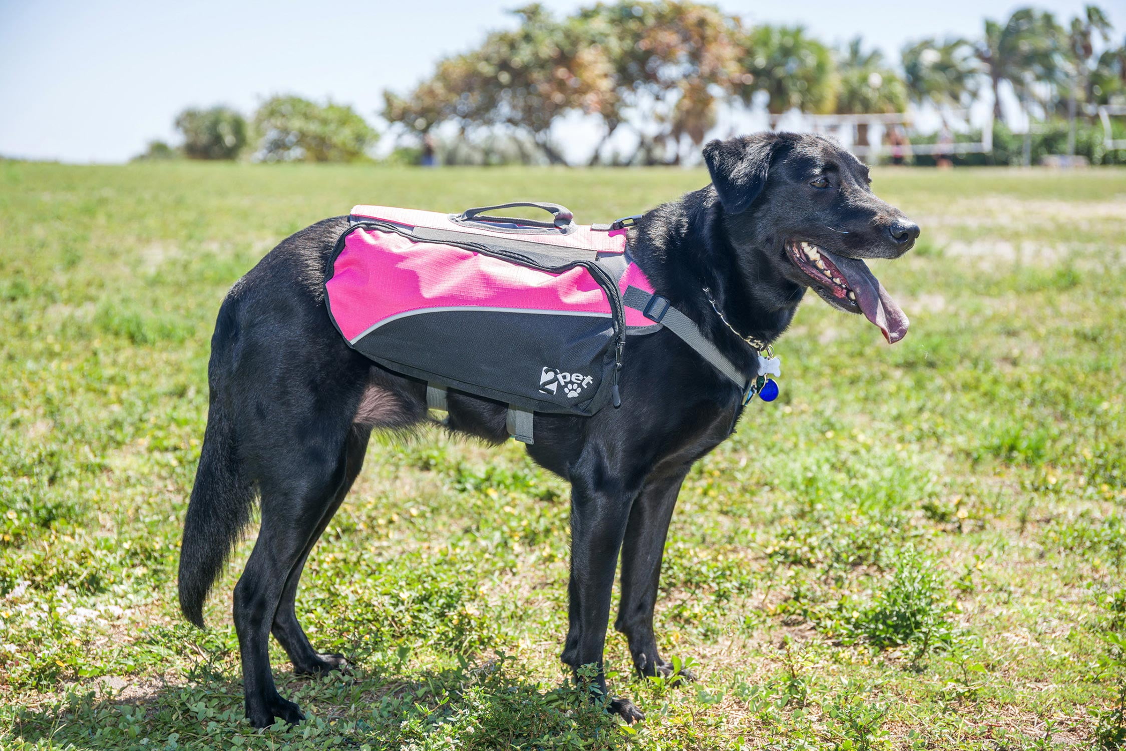 saddlebags for dogs