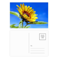 thumbnail image 1 of Sunflowers Blue Sky Sunshine Flower Postcard Set Birthday Mailing Thanks Greeting Card, 1 of 3