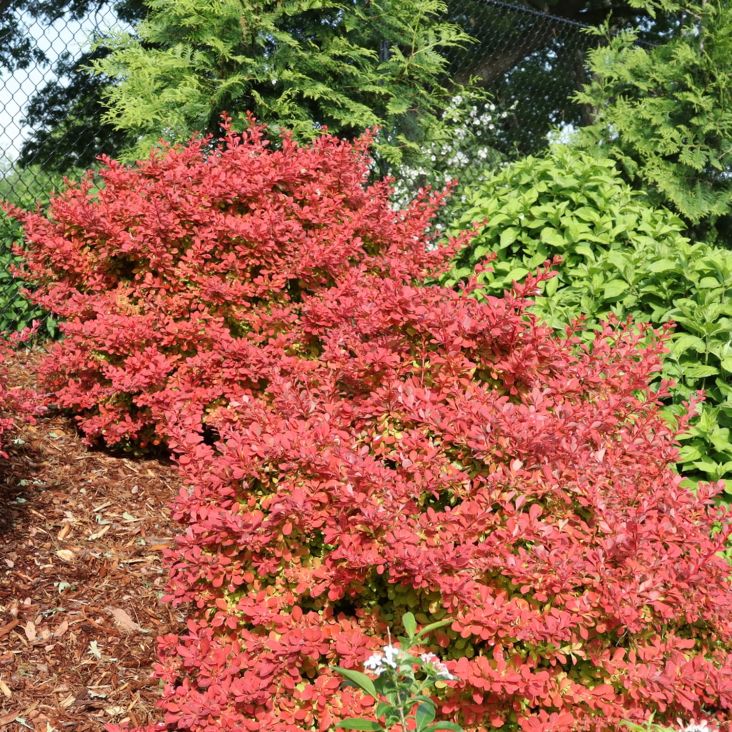 Proven Winners ColorChoice 5" Red Sunjoy Fast Neo Barberry Live Plant in 4.5" Pot (4 Count)