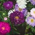 thumbnail image 6 of The Old Farmer's Almanac Premium Aster Seeds - Approx 360 Flower Seeds, 6 of 7