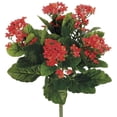 thumbnail image 2 of FBK107-FL 13,5 Po. Flame Kalanchoe Bush X5- Lot de 6, 2 of 4