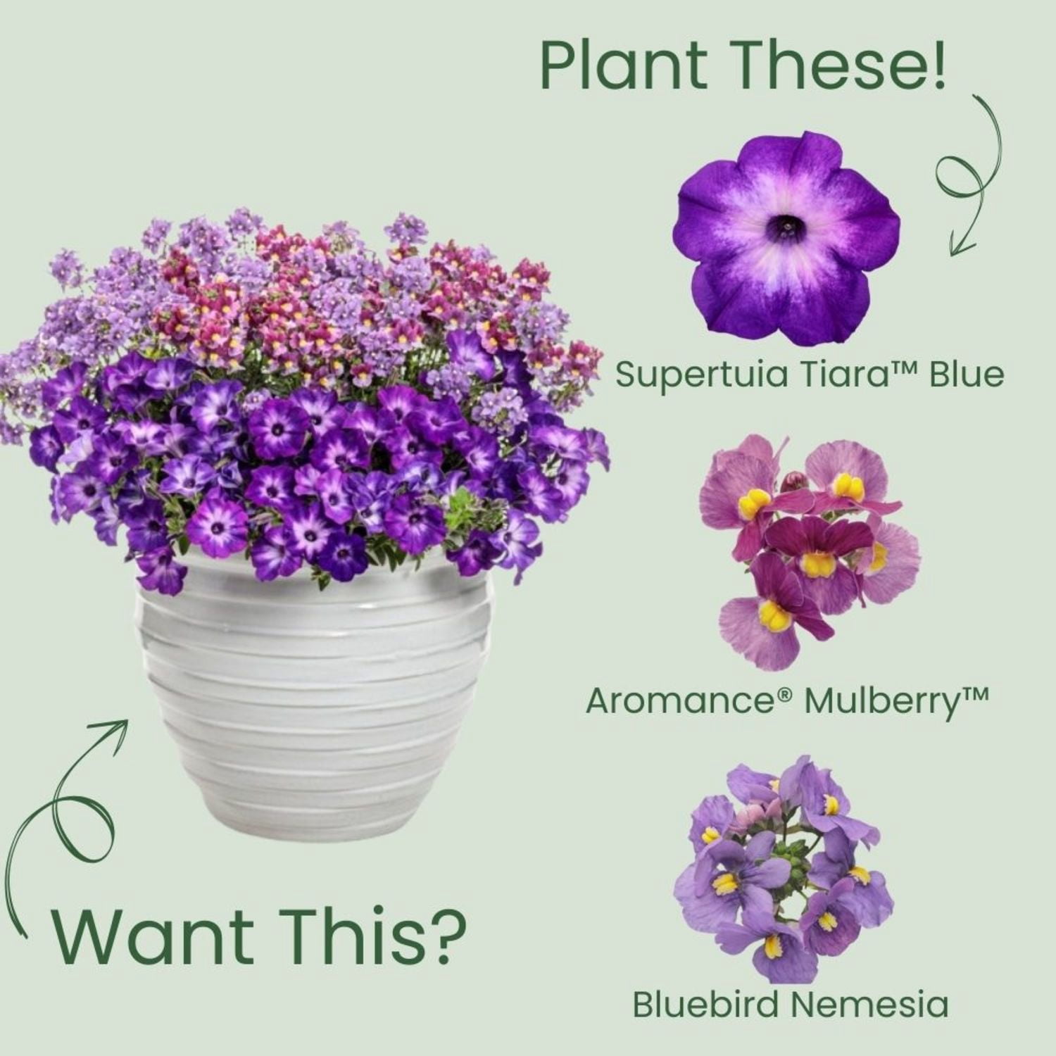 Proven Winners 4" Purple Supertunia Blue Tiara Petunia Live Plant in 4.25" Pot (4 Count)