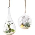 thumbnail image 1 of Jarrón colgante de cristal para plantas, paquete de 2 oso de fresa Electrónica, 1 of 1