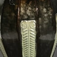 thumbnail image 6 of Hosley 26 Inch High Tall 2 Toned Multi-color Metal Vase with Handles, 6 of 8