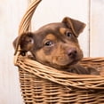 thumbnail image 2 of Fielding, Edward M. 12x12 White Modern Wood Framed Museum Art Print Titled - Puppy in a Basket, 2 of 4