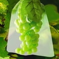 thumbnail image 5 of 30 x 20 cm 100 piezas Bolsas de protección para frutas Bolsas de red Protección de racimos de uvas contra pájaros e insectos Avispas Avispones (verde musgo) KOMIRO, 5 of 5