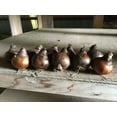 thumbnail image 2 of 10 Grand Soleil D'or' Narcissus Bulbs - Indoor Narcissus: Nice, Healthy Bulbs for Holiday Forcing!!, 2 of 4