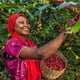 thumbnail image 2 of Exfoliante mágico para labios de Sudáfrica, aclara los labios pigmentados, elimina los labios oscuros, los labios negros se convierten en rosas, deja los labios rosas de forma permanente, 2 of 3