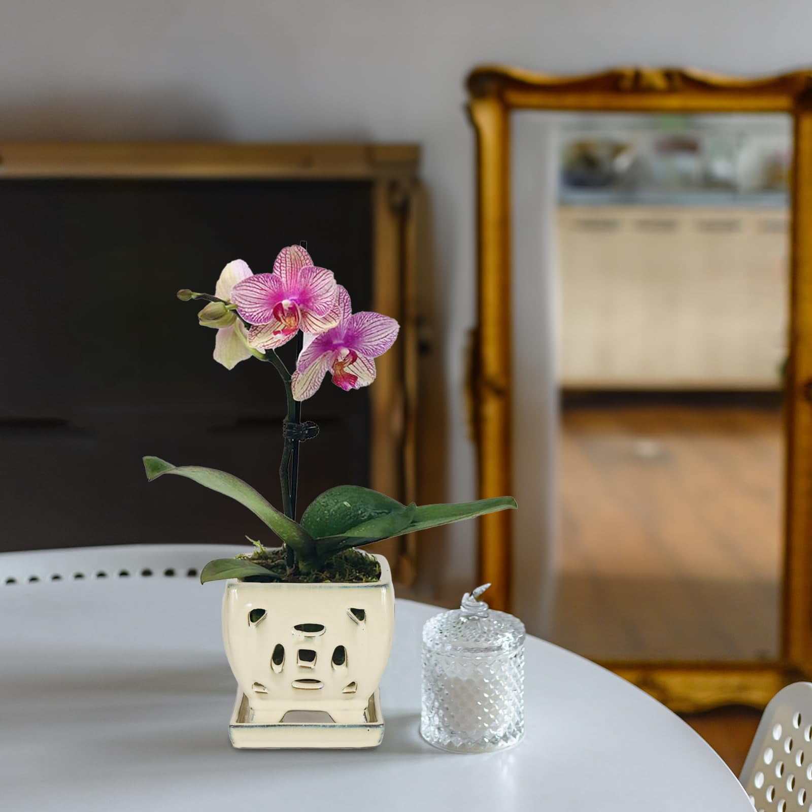 W&W Orchid Pot with Holes and Saucer for Orchid Repotting and Better Grow, White, 5.5 inches