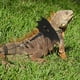 thumbnail image 4 of 2 sets lagarto tracción cuerda verde iguana pequeño ardilla correa reptiles leash, 4 of 6