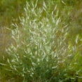 thumbnail image 3 of Outsidepride White Sweet Clover Seeds - 5 lbs, 3 of 4