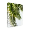 thumbnail image 2 of Trademark Fine Art 'Palm Leaves' Canvas Art by Lexie Gree, 2 of 3
