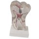 thumbnail image 5 of Modelo Molar de Modelo de para Accesorio Educativo Práctico, 5 of 7