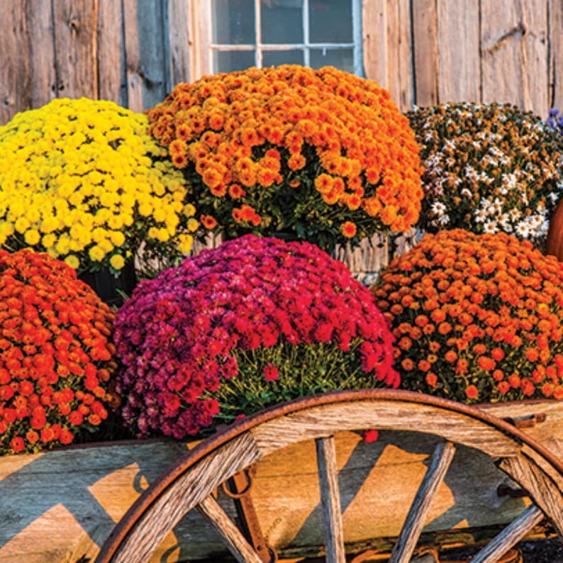50 Chrysanthemum Seeds Mix for Blooms - Easy to Grow, Hardy Perennial, Pollinator-Friendly for Gardens and Bouquets