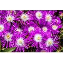 Seedville 25 Stardust Ice Plant Floribunda Perennial Flower Seeds