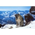 thumbnail image 2 of Planet Earth II/Blue Planet II (4K Ultra HD + Blu-ray) [UHD], 2 of 11