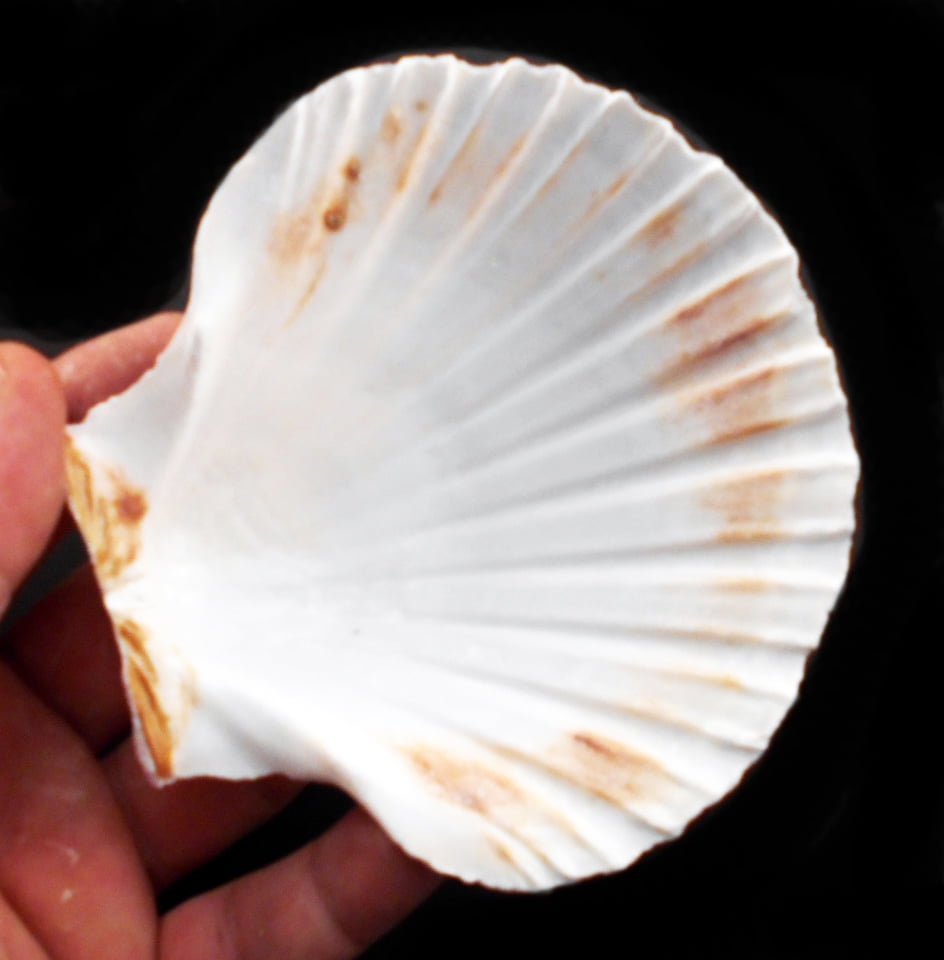 6 Large White Scallop Sea Shells 13-15cm Natural Crafts Serving Dish 