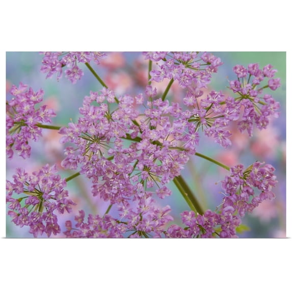 Great BIG Canvas | "Close-up of hairy chervil flowers" Art Print - 36x24