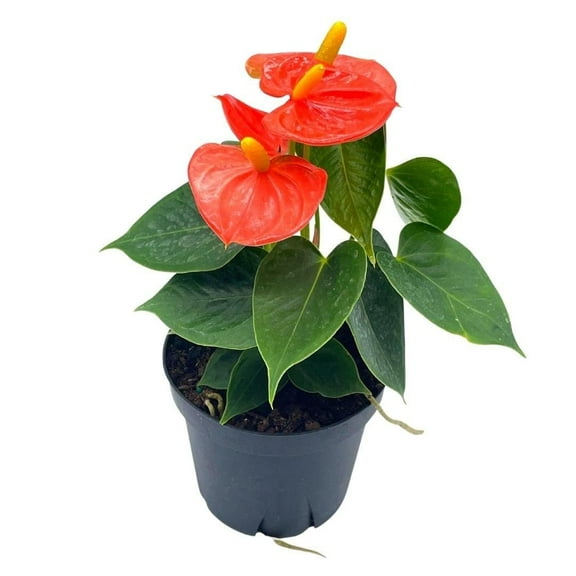 BubbleBlooms Anthurium Coral, Orange ish Heart Shaped Leaf 4 inch Pot
