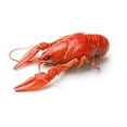thumbnail image 2 of Boiled Crawfish Wall Decal by Wallmonkeys Peel and Stick Graphic (24 in W x 16 in H) WM61004, 2 of 4