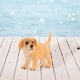 thumbnail image 1 of Fiudx Ofertas Flash Del Día Estatua De Perro, Muñeco De Cachorro De Plástico, Perro De Simulación Pintado A Mano, 1 of 2