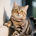 thumbnail image 6 of Vintage Style Leather Breakaway Cat Collar - Cute Cat Collar Adjustable, Durable, Retro Bell - Suitable for All Types of Cats and Small Dogs(Red）, 6 of 9