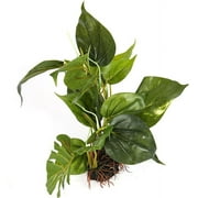 CNZ Aquarium Fish Tank Green Lifelike Underwater Plastic Plant Aquatic Water Grass Decor, 13-inch