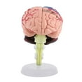 thumbnail image 4 of 4D Disassembled Anatomical Human Brain Model Anatomy Teaching L9U4 Tool R0D6, 4 of 6