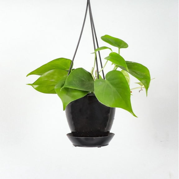Live Green Philodendron Plant - 4" Hanging Pot - Black