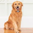 thumbnail image 2 of 4G Pet Locator Recargable Pet Tracker Dispositivo de collar inteligente para perros Gato Animales, 2 of 9