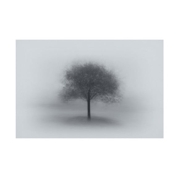 Aidong Ning 'Tree In Fog' Canvas Art