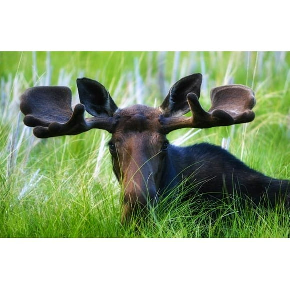 Posterazzi DPI1801537LARGE Moose Sitting in a Green Field of Grass Poster Print by Richard Wear, 34 x 22 - Large