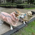thumbnail image 2 of Accessoires pour Animaux de Compagnie, Imperméable pour Chien, Poncho à Bande Réfléchissante, Imperméable, 2 of 5