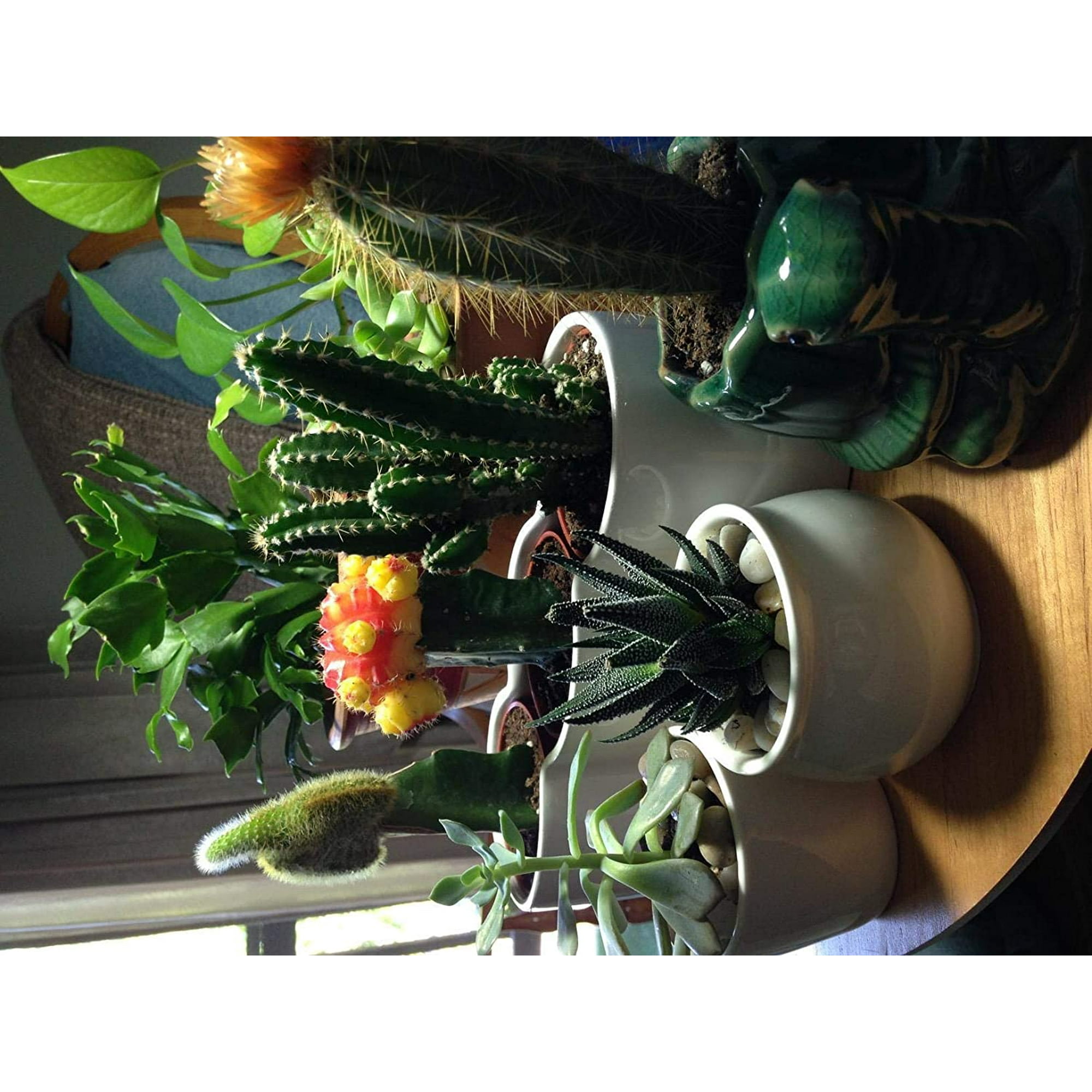 Jaspes Pierres Cailloux Minéraux 1500gr Pour Plantes Aquarium Vase Humidificateur NEUF   Décoration