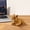 Brown(2pc), variant on 2 Pcs Brown -Head Labrador Mini Statue, Nodding Dog Figurine for Car Dashboard Decor, Creative Resin Dog Sculpture, Desktop Ornament Collectible Craft for Home Office Decoration