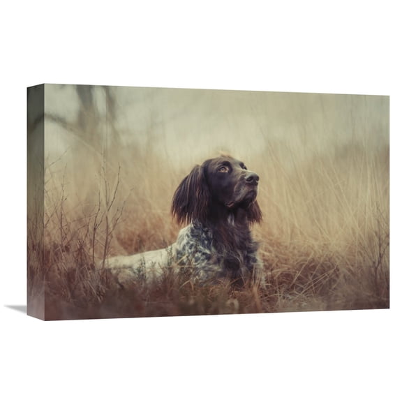 Global Gallery Heike Willers,'Beautiful Aragorn' Stretched Canvas Artwork