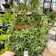 thumbnail image 5 of Syndicate Moss Trellis 18", 5 of 9