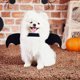 thumbnail image 1 of Decoraciones de Halloween, adornos de Halloween, regalos de Halloween, ropa divertida de murciélagos para mascotas, perros, perros pequeños, gatos, perros, disfraz para fiesta., 1 of 9