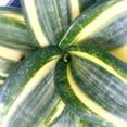 Sansevieria Trifasciata snake plant in 3 or 4 inch pot