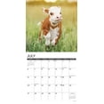 thumbnail image 3 of Cows 2026 12 X 12 Wall Calendar, (Hardcover), 3 of 5