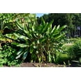 100 Pink Dwarf Banana Tree Fruit Plant Seeds Musa velu. Rare Fast Hardy